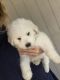 Great Pyrenees Puppies for sale in Harlingen, TX, USA. price: NA