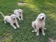 Great Pyrenees Puppies for sale in Braxton County, WV, USA. price: NA