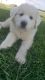 Great Pyrenees Puppies for sale in Mahomet, IL, USA. price: NA