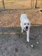 Great Pyrenees Puppies for sale in Topsey, TX 76522, USA. price: NA