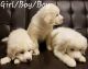Great Pyrenees Puppies for sale in Muskogee, OK, USA. price: NA