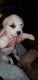 Great Pyrenees Puppies for sale in Bridgeview, IL, USA. price: $250