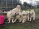Great Pyrenees Puppies for sale in Salem, OR, USA. price: NA