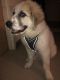 Great Pyrenees Puppies for sale in Waltham, MA, USA. price: NA