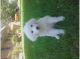 Great Pyrenees Puppies for sale in Little Rock, AR 72211, USA. price: NA