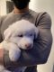 Great Pyrenees Puppies for sale in Alpine, NJ, USA. price: NA
