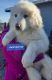 Great Pyrenees Puppies for sale in Wendell, ID 83355, USA. price: $800