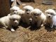 Great Pyrenees Puppies for sale in Skokie, IL 60077, USA. price: $600
