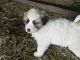 Great Pyrenees Puppies for sale in Sussex, NJ 07461, USA. price: NA