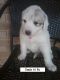 Great Pyrenees Puppies for sale in Shawnee, OK, USA. price: NA