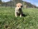 Great Pyrenees Puppies for sale in White Sulphur Springs, WV 24986, USA. price: NA