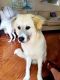 Great Pyrenees Puppies for sale in Fairview, TX 75069, USA. price: NA