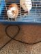 Greater Guinea Pig Rodents