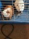 Free bonded male guinea pigs for rehoming