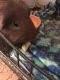 Looking to rehome a brown short haired Guinea pig