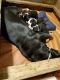 Greater Swiss Mountain Dog Puppies for sale in Penn Run, PA 15765, USA. price: NA