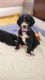 Greater Swiss Mountain Dog Puppies for sale in 18 Woodsedge Ave, Budd Lake, NJ 07828, USA. price: NA