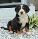 Greater Swiss Mountain Dog Puppies for sale in New York, NY, USA. price: NA