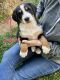 Greater Swiss Mountain Dog Puppies for sale in Paradise, PA, USA. price: NA