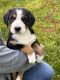 Greater Swiss Mountain Dog Puppies for sale in Paradise, PA, USA. price: NA