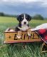 Greater Swiss Mountain Dog Puppies for sale in Lancaster, PA, USA. price: $950