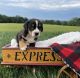 Greater Swiss Mountain Dog Puppies for sale in Lancaster, PA, USA. price: $650