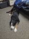 Greater Swiss Mountain Dog Puppies for sale in Algona, Iowa. price: $200