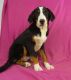 Greater Swiss Mountain Dog Puppies for sale in IA-22, Riverside, IA 52327, USA. price: NA