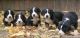 Greater Swiss Mountain Dog Puppies for sale in New York, NY, USA. price: NA