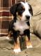 Greater Swiss Mountain Dog Puppies for sale in Houston, TX, USA. price: NA
