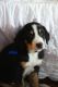 Greater Swiss Mountain Dog Puppies for sale in Myerstown, PA 17067, USA. price: NA