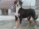 Greater Swiss Mountain Dog Puppies for sale in Lancaster, PA, USA. price: NA
