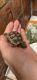 Greek Tortoise Reptiles for sale in Santa Barbara, CA 93105, USA. price: NA
