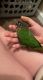Green Cheek Conure Birds for sale in Meadville, PA 16335, USA. price: $600