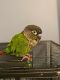 Green Cheek Conure Birds for sale in 1503 Almshouse Rd, Jamison, PA 18929, USA. price: $700