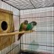 Green Cheek Conure Birds for sale in Jersey City, NJ, USA. price: NA