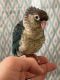 Green Cheek Conure Birds for sale in Irving, TX, USA. price: $500