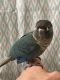 Green Cheek Conure Birds for sale in Irving, TX, USA. price: $450