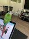 Green Cheek Conure Birds for sale in Yorktown Heights, NY 10598, USA. price: NA