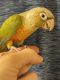 Green Cheek Conure Birds for sale in Irving, TX, USA. price: $350