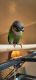 Green Cheek Conure Birds for sale in Cresson, Pennsylvania. price: $300