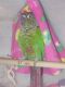 Green Cheek Conure Birds for sale in Tampa, Florida. price: $150