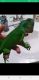 Green Iguana Reptiles for sale in Childersburg, AL, USA. price: NA