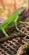 Green Iguana Reptiles for sale in Bentonville City Square, Bentonville, AR 72712, USA. price: NA