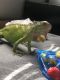 Green Iguana Reptiles for sale in Des Moines, IA, USA. price: NA