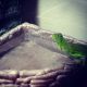 Green Iguana Reptiles for sale in 8004 Rexmill Dr, Indianapolis, IN 46227, USA. price: NA