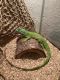 Green Iguana Reptiles for sale in Tucson, AZ, USA. price: NA