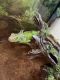 Green Iguana Reptiles