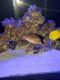 Green spotted puffer Fishes for sale in Hollywood, FL, USA. price: NA