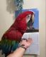 Green-Winged Macaw Birds for sale in Hammond, Louisiana. price: $650